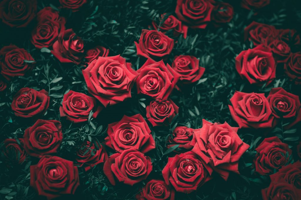 Rose Rosse San Valentino